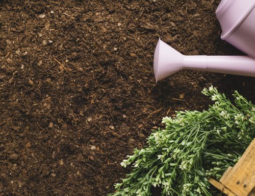 Soil vs. Fertiliser: Why Healthy Soil Wins Every Time