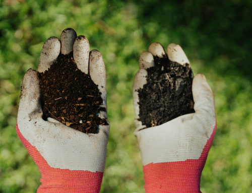 Plant Probiotics vs Fertilisers: What’s the Difference?