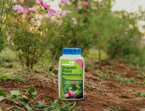 How to Help Plants Recover After Extreme Heat or Heavy Rain