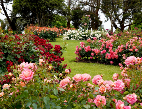 How to Prepare Your Garden for the Winter Season