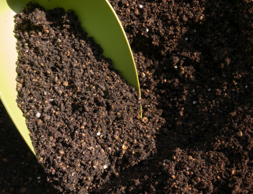 What Does Dead Soil Actually Look Like?