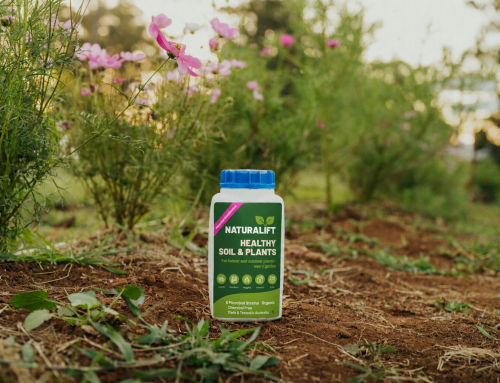 How to Help Plants Recover After Extreme Heat or Heavy Rain